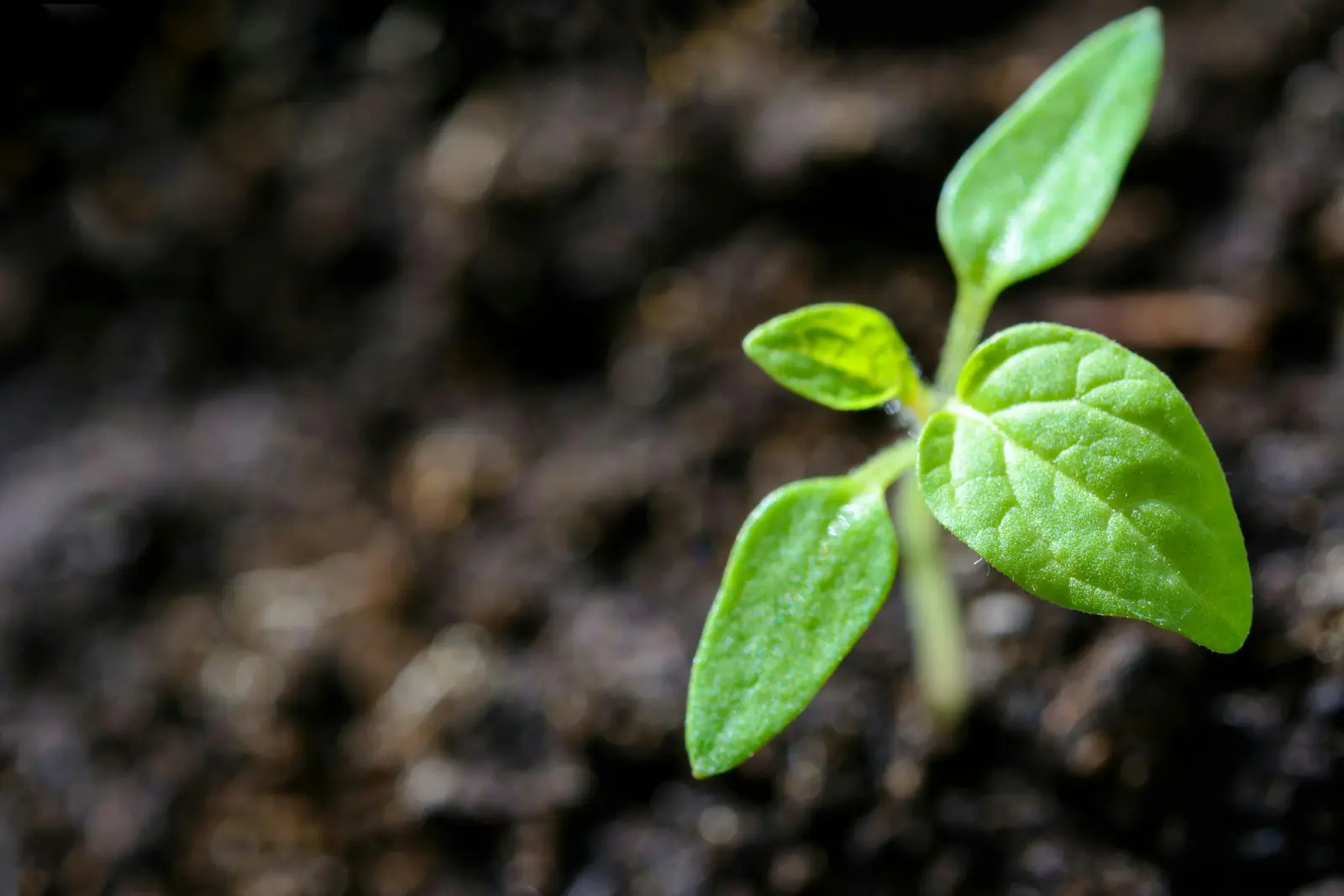 A young green sprout pushing out of dark soil